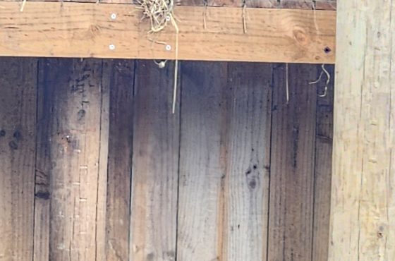 Jessie’s Great Day Out